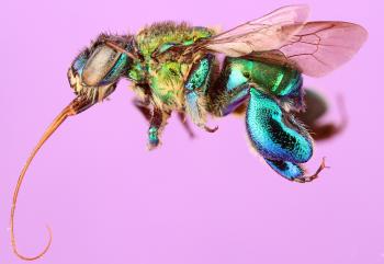 Orchid bee Closeup Macro image - Free stock photo - Public Domain ...