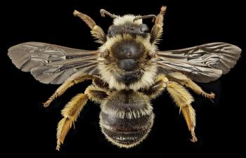Bee Closeup