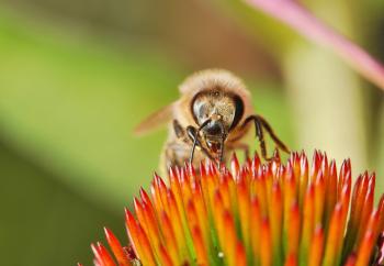 Bee in the Garden