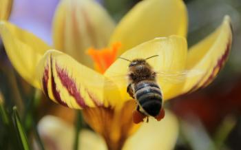 Bee in the Garden