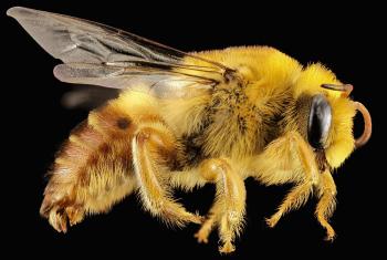 Free picture: bee, macro, insect