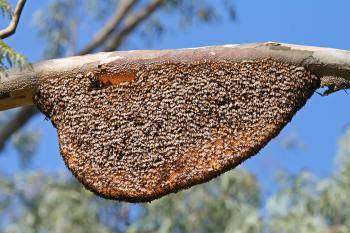 File:Natural Beehive and Honeycombs.jpg - Wikipedia