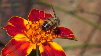 Bee on flower - YouTube