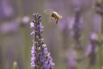 Lavender and Bees