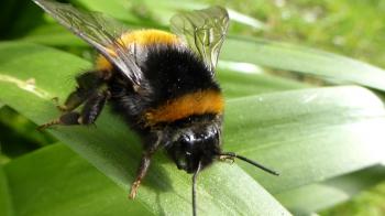 Bumble Bees - YouTube