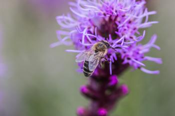 Bee on Liatris Spicata