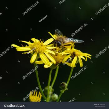 Color Outdoor Nature Wildlife Macro Image Stock Photo 737964142 ...