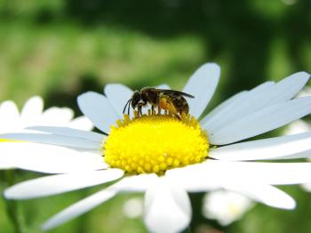 Bee on Marguerite