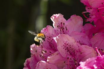 Bee On Rhododendron Free Stock Photo - Public Domain Pictures