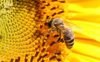 Bee on sunflower / 1920 x 1200 / Macro / Photography | MIRIADNA.COM