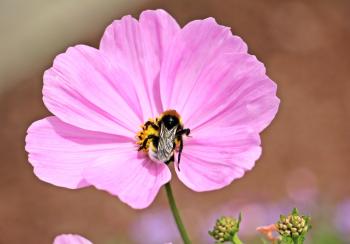 Bee on the Cosmo