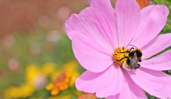 Bee on the Cosmo