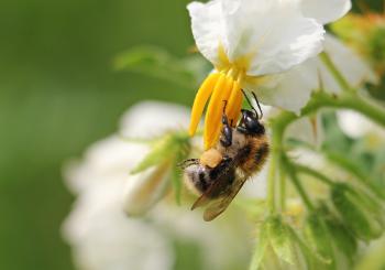 Bee on the Potato Blossom