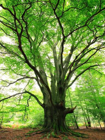 Beech Tree Identification