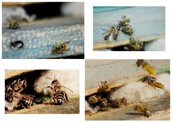 Bees Collage
