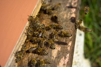 Bees entering bee hive