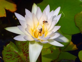 Bees on Lotus Flower