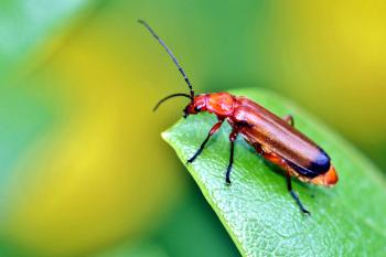 Free picture: red beetle bug, leaf