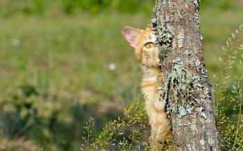Cat Hiding Behind The Tree - WallDevil