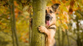 Dog behind the tree nice animal wallpapers | HD Wallpapers Rocks