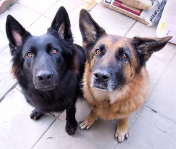 Belgian shepherd vs german shepherd 2 - YouTube