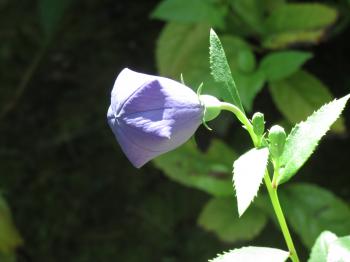 Kikyo/Kikyou (桔梗) Chinese Bellflower | Ready, Set, Kimono!