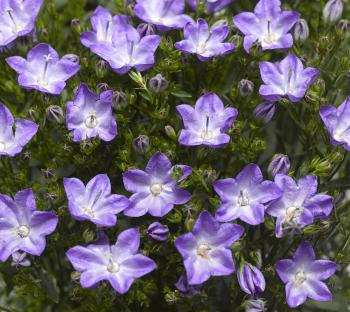 Beyond Blue Bellflower - Monrovia - Beyond Blue Bellflower
