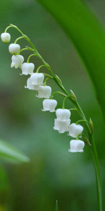 Download 1440x2880 wallpaper bell flowers, white, grass, spring, lg ...