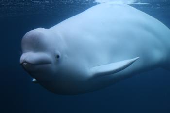 Belugapalooza - Mystic Aquarium
