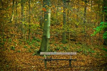 Bench in Park during Autumn