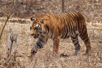 Bengal Tiger - Facts, Pictures, Habitat, Information, Diet ...