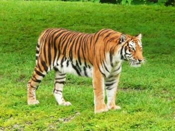 File:Bengal Tiger Miami MetroZoo.jpg - Wikimedia Commons