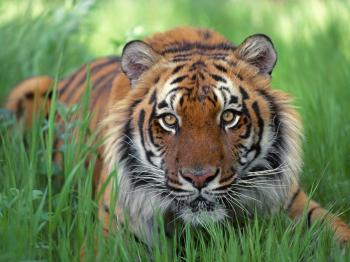Royal Bengal Tiger In Bangladesh - Pet Care