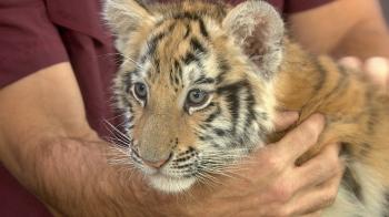 Bengal tiger cub, playful black leopard: Big cats go wild on TODAY ...