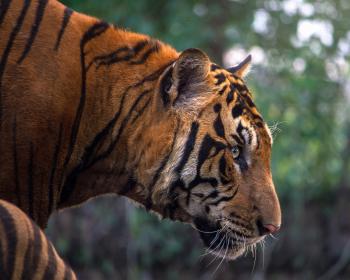 Bengal Tiger Portrait