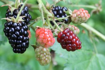Collect Wild Berries - DIY