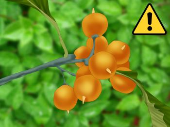 2 Best Ways to Identify Common Poisonous Berries in North America