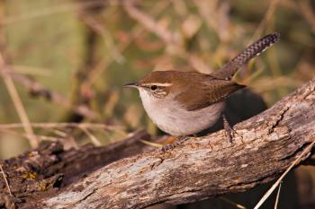Bewick's Wren | Audubon Field Guide