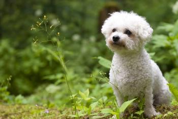 Bichon Frise Dog Names - Wag!