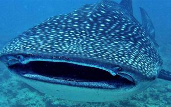 Maldives Marine Lab - The BIG FISH Network South Ari Atoll Hotel ...