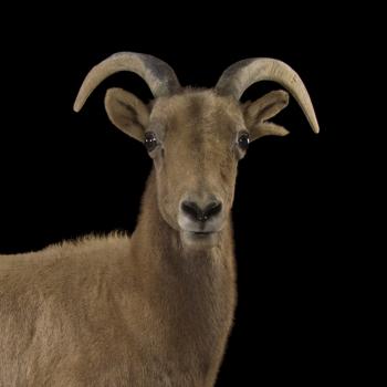 Bighorn Sheep | National Geographic