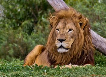 Big lion lying on the grass