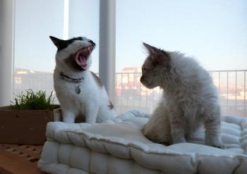 Big morning yawns