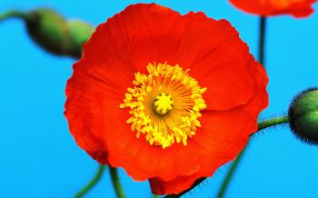 Big Red Flower - Wallpaper #211