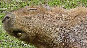 Capybara : The Biggest Rodent in The World - Bigger Than Any Giant ...