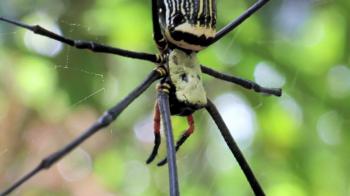 Giant wood spider, Nephila maculata. Golden orb-weavers know as ...