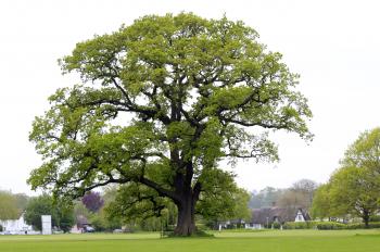 big happy tree | accidental earthling