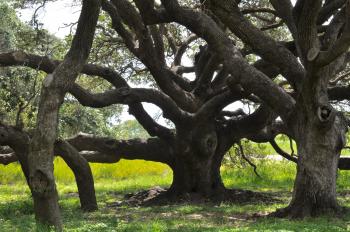 The Big Tree | DALLAS GARDEN BUZZ