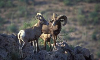 Arizona desert bighorn sheep thrive with help of conservationists ...