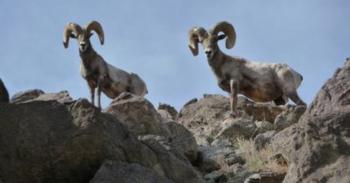 Pneumonia outbreak found in Joshua Tree bighorn sheep